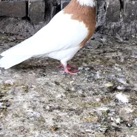 پرنده|پرنده|گتوند, |دیوار