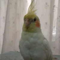 عروس هلندی‌گم شده