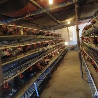 تخم مرغ محلی|عمده‌فروشی|تربت جام, نظامی|دیوار