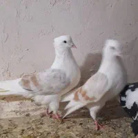 جفتگاهبضمانت همه چیز|پرنده|نیشابور, ده حلاج|دیوار