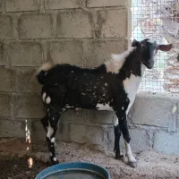 نری پچی|حیوانات مزرعه|درگهان, |دیوار