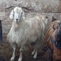 بز نر و ماده پاکستانی