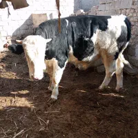 گوساله نر سمینتال جنسی چاق