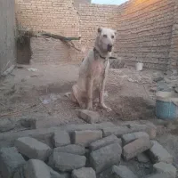 سگ‌ پژدر