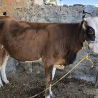 فروش گاو نقدی