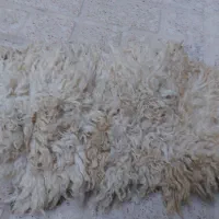 خزیاچرم گوسفند