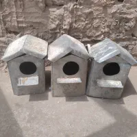 لانه فنچ