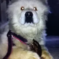 سگ چاو چاو