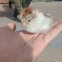 جوجه رنگی جوجه اردک جوجه گلپایگان جوجه مرغ خروس|حیوانات مزرعه|نیشابور, ابراهیمی|دیوار