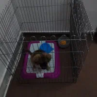 سگ شیتزو معاوضه