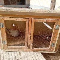 لانه کفتر
