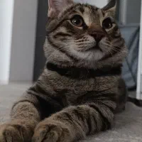 گربه فوق العاده باهوش