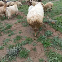 فروش قوچ بزری