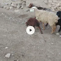 میش،بره ماده