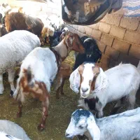 گوسفند فروشی