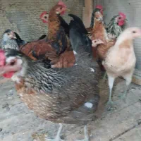 مرغ و خروس  لری  اصیل  جوان|حیوانات مزرعه|کرج, فاز ۳ گوهردشت|دیوار