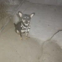 واگزاری‌سگ پا کوتاه اصل‌