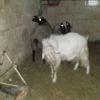 چپش|حیوانات مزرعه|یزد, |دیوار