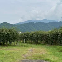 باغبان سرایدار برای باغ کیوی
