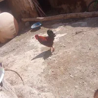 مرغ خروس