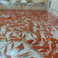 ماهی قرمز|ماهی|یزد, |دیوار