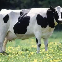 کارگرگاوداری باحقوق ۱۵تا۸امیلیون