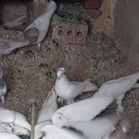 کبوتر