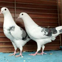 ده ابلغ و پشت دار