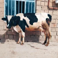 گاوهلشتاین شکم دوم