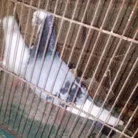 یک جفت کبوتر نر وماده