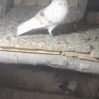 کبوتر هما دوکت نر جفتشم گرفته شده
