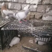 گمشده یک عدد شامی در محدوده باغ اسیا