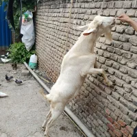 نر بز