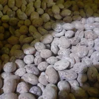 بذر لوبیا چیتی رقم کوشا|عمده‌فروشی|منوجان, |دیوار