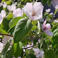 باغ ویلا منطقه سد امند|فروش خانه و ویلا|صوفیان, |دیوار