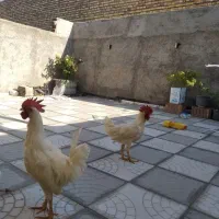 دو عدد خروس