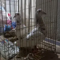 دوعددسرونج نرخوشگل درشت وبی نظیر