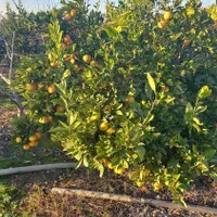 زمین باغی ۲۸۰۰متر واقع در طبقده