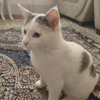 واگذاری گربه