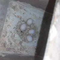 عروس هلندی البینو با تخم|پرنده|حمیدیه, |دیوار