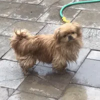 سگ پکنیز اینمریال معاوضه ونقد