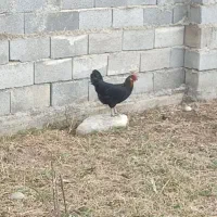 2عددمرغ تخم گذار و جوجه محلی اصل|حیوانات مزرعه|آق قلا, |دیوار