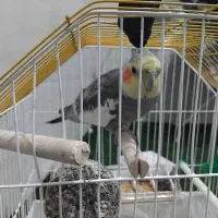 عروس هلندی نر دستی آواز خون