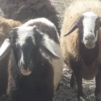 بره قوچ افشاری|حیوانات مزرعه|کاشان, صفی آباد|دیوار