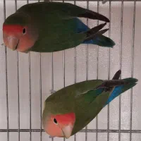 طوطی کوتوله برزیلی مولد و عروس هلندی دستی و قفس