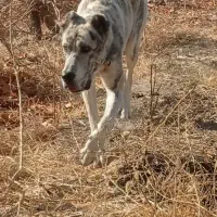 واگذاری توله خراسانی