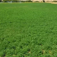 مشارکت در کاشت و برداشت سیر در جاده تکاب شاهین دژ|اجارهٔ دفتر صنعتی، کشاورزی، تجاری|بناب, |دیوار
