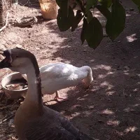 فروش یک جفت قو غاز|حیوانات مزرعه|ارومیه, |دیوار