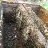 عسل طبیعی تفتان|خوردنی و آشامیدنی|خاش, |دیوار