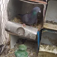 کبوتر|پرنده|هرند, |دیوار